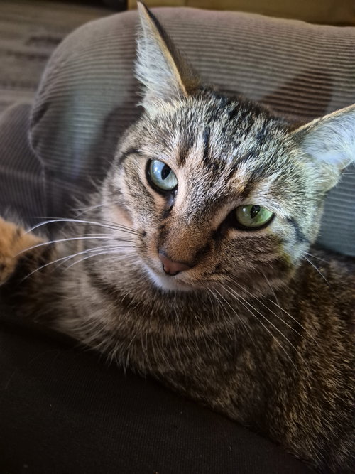 C266 litter Suni lee, a cat for adoption from Happy Days Dog and Cat Rescue
