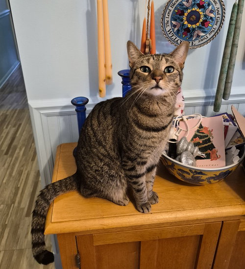 C266 litter Simone, Baby Domestic Short Hair / Tabby / Mixed (short coat), cat for adoption in Royal Oak, Michigan