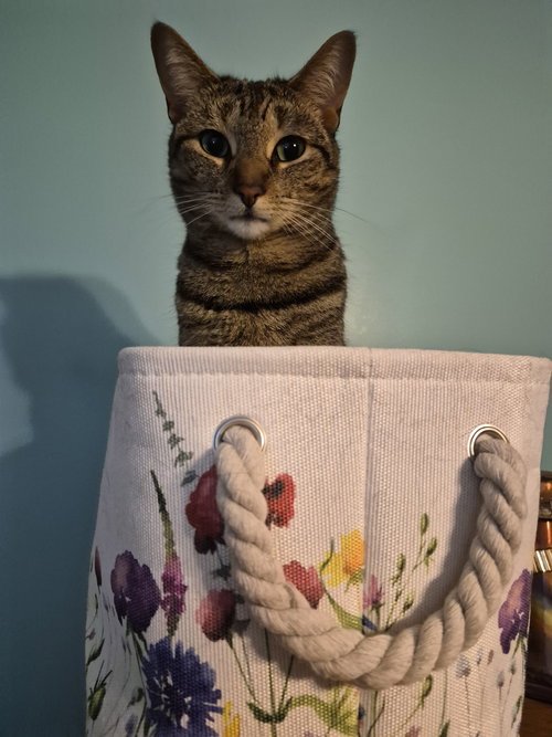 C266 litter Simone, an adoptable Domestic Short Hair in Livonia, MI