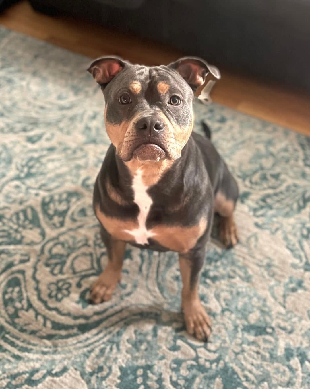 Remy Image