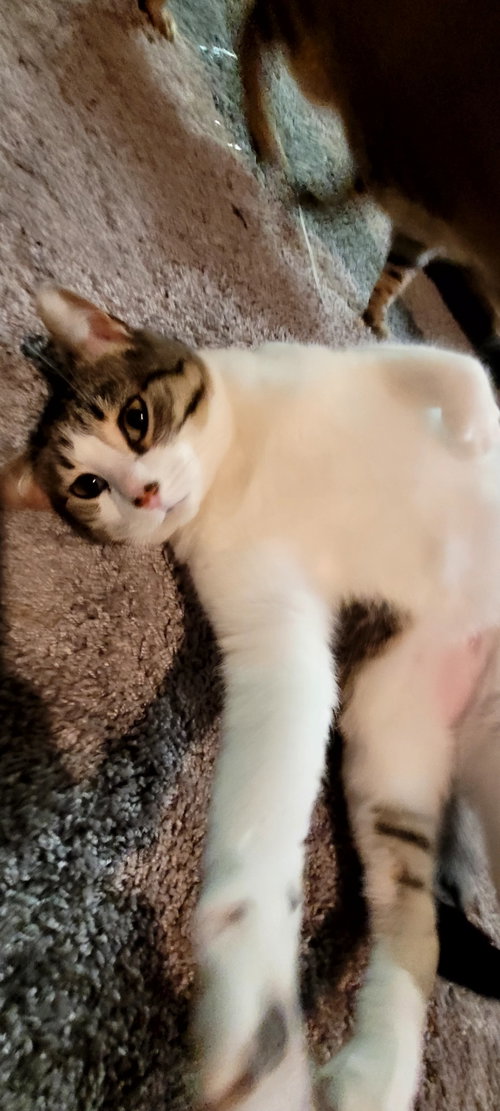 C268 Litter Maizey Mae mom [bonded w/son Hannibal], Adult Domestic Short Hair / Tabby / Mixed (short coat), cat for adoption in Dearborn Heights, Michigan