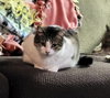 C268 Litter Maizey Mae mom [bonded w/son Hannibal] - Photo 2