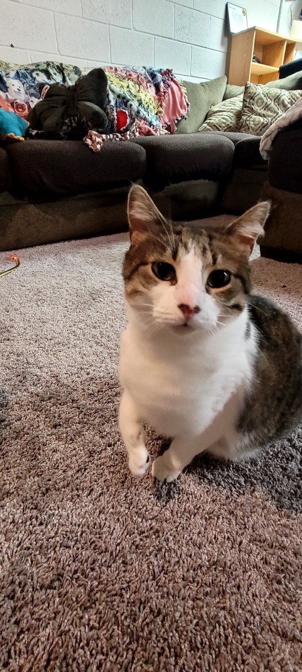 C268 Litter Maizey Mae mom [bonded w/son Hannibal]