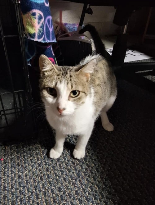 C268 LITTER MAIZEY MAE MOM - Domestic Short Hair / Tabby available for adoption