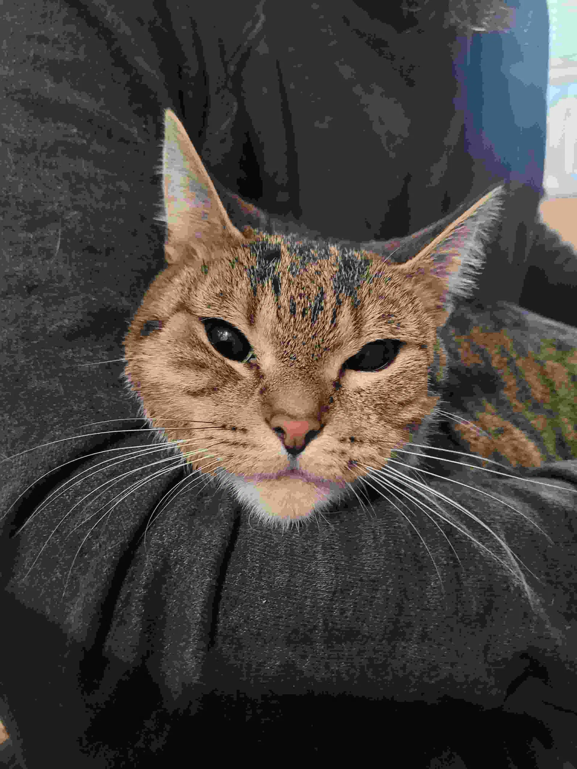 C Litter Squeekers Mom - Domestic Short Hair