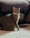 C268 Litter Hannibal [bonded with mom, Maizey] - Photo 1