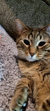 C268 Litter Hannibal [bonded with mom, Maizey] - Photo 4