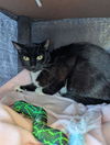 C270 Litter Kat, mom - NEEDS FOSTER