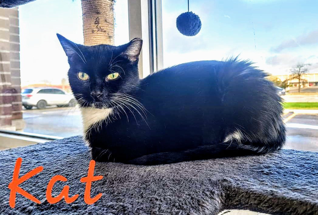C270 Litter Kat, mom Image