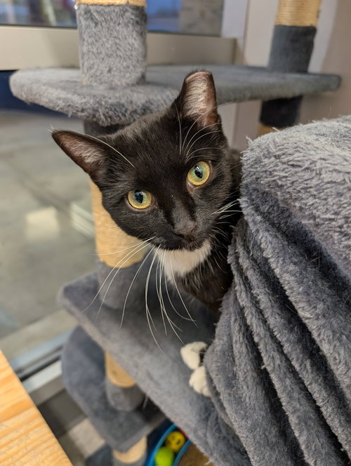 C270 LITTER KAT, MOM - Domestic Medium Hair / Tuxedo available for adoption