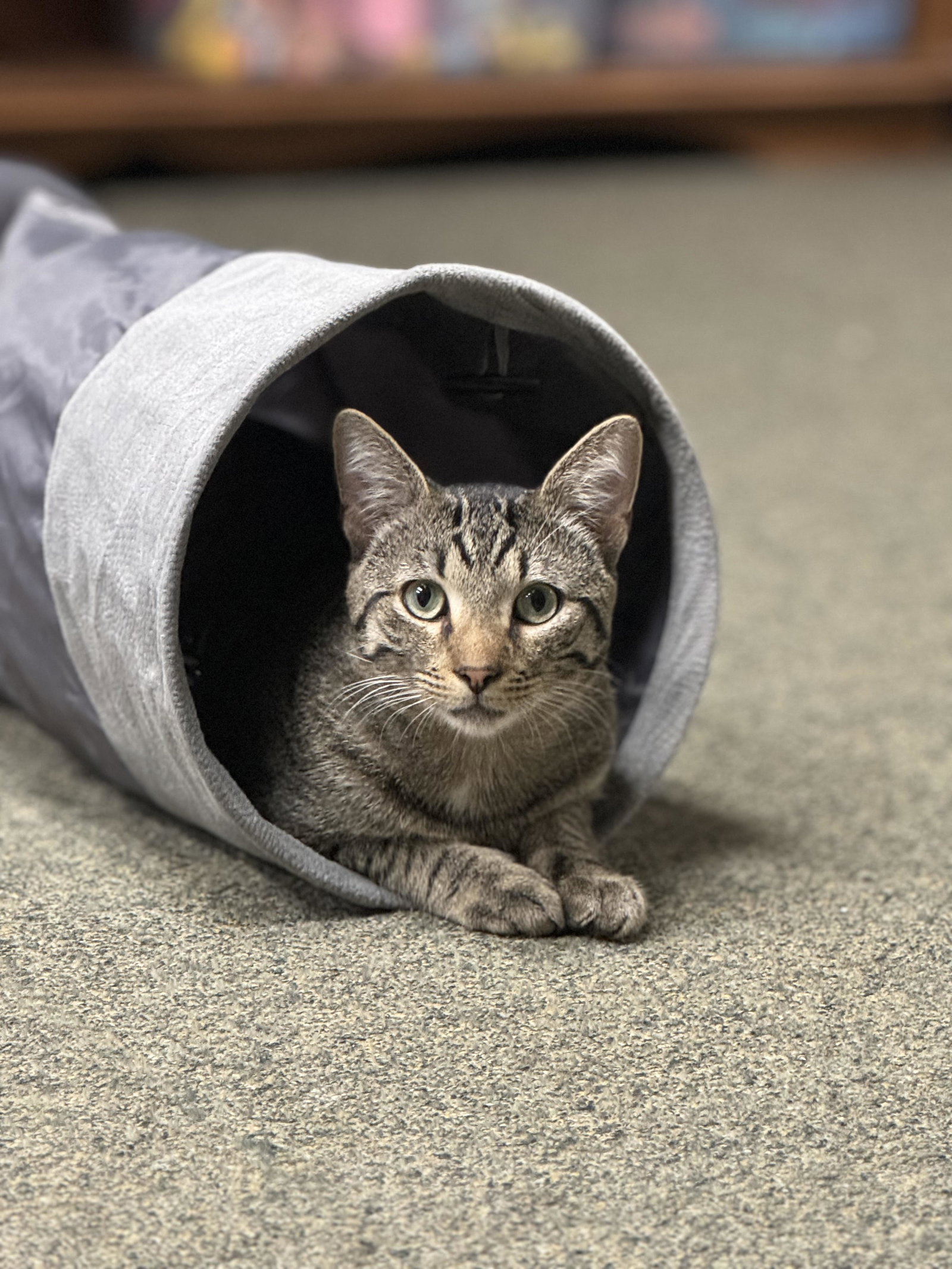 Milow Image