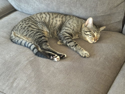 MILOW - Domestic Short Hair / Tabby available for adoption