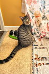 C273 Litter Mousse