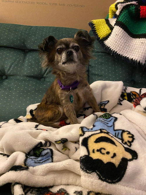 Molly - ADOPTED