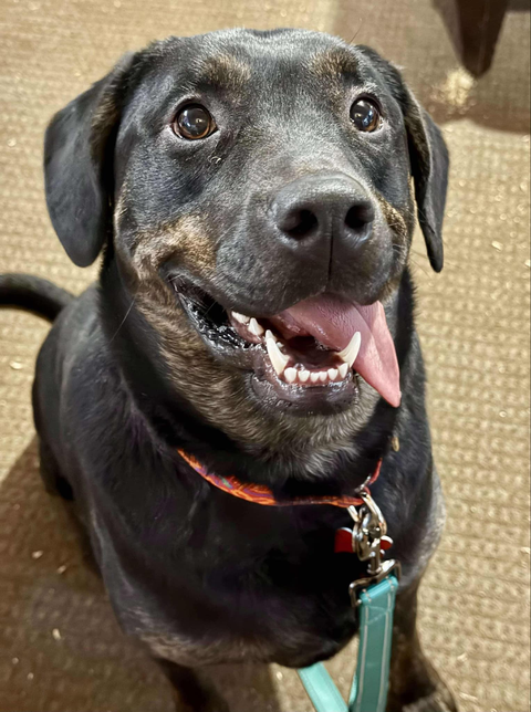 Photo 6 of Sonic -Pending Adoption