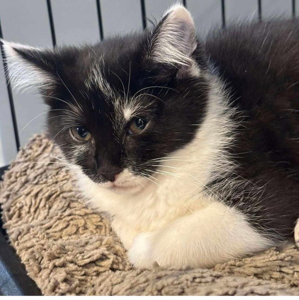 C281 Litter Bobbi
