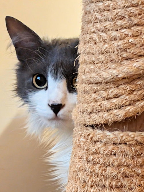 OR1 Group - Queenie, Young Domestic Long Hair / Mixed (long coat), cat for adoption in Dearborn Heights, Michigan