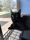 C272 Litter Catwoman