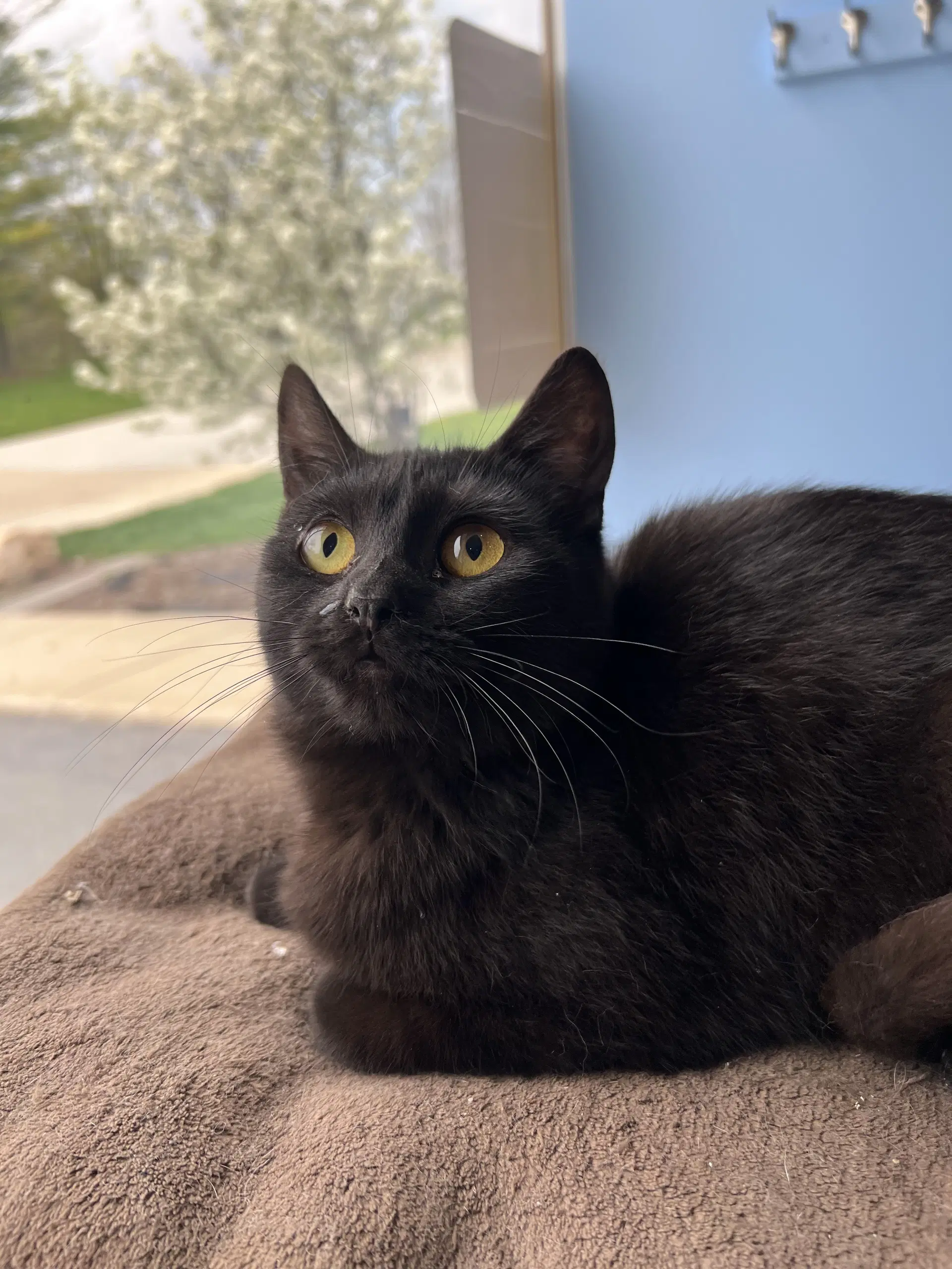 C Litter Poison Ivy - Domestic Short Hair
