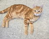 C283 Litter Cheeto