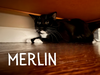OR2 Group Merlin