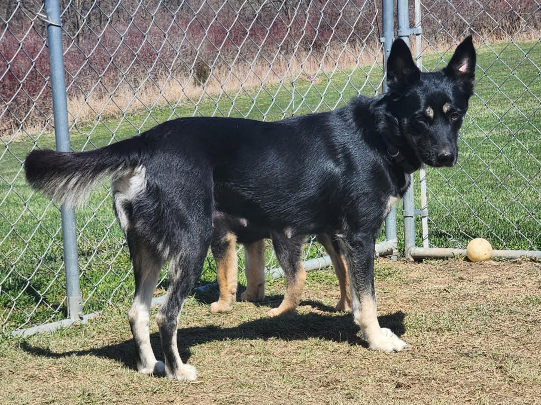 D Litter Luna Mom