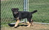 D122 Litter Ali  (ADOPTED)