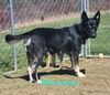 D122 Litter Ali  (ADOPTED)