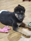 D122 Litter Ali  (ADOPTED)
