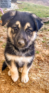 D122 Litter Tyson (Adopted)