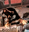 D122 Litter Tyson (Adopted)