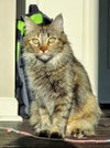 C282 Litter Savannah, mom
