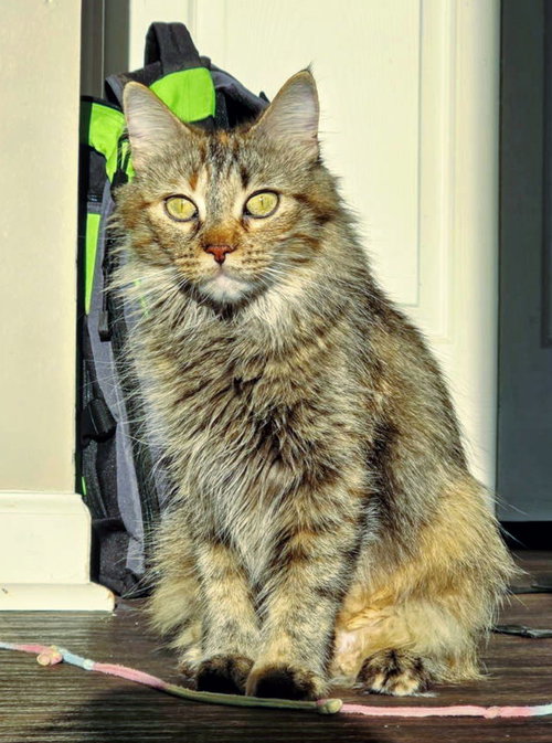 C282 Litter Savannah, mom, Young Domestic Long Hair / Tabby / Mixed (long coat), cat for adoption in Royal Oak, Michigan
