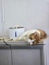 C283 Litter Frito