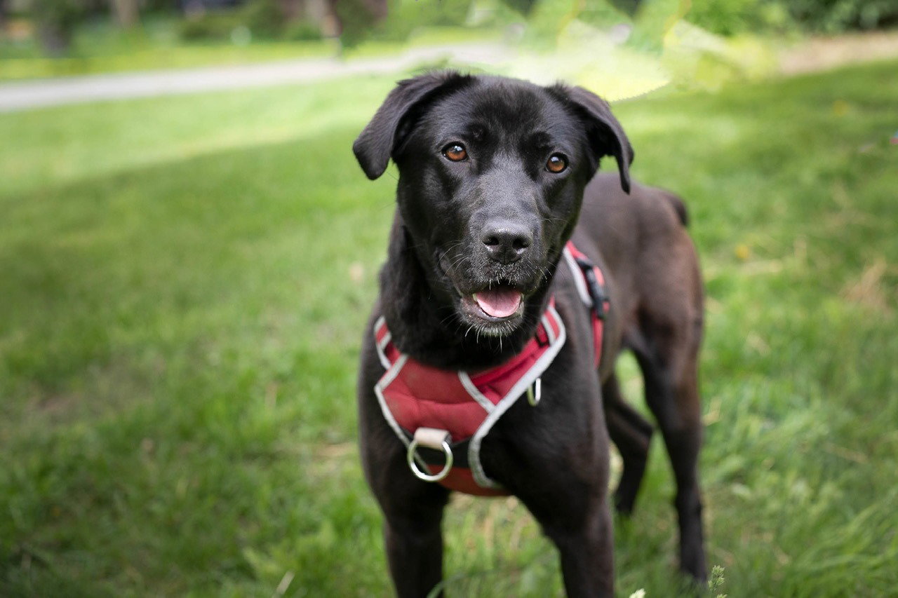 Nova Regina - ADOPTION PENDING Image