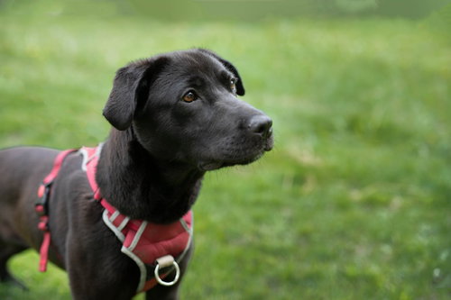 NOVA REGINA - ADOPTION PENDING - McNab / Pit Bull Terrier available for adoption