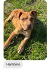 D123 Litter Hambino