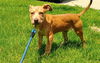 D123 Litter Hambino