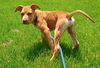 D123 Litter Hambino