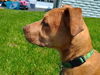 D123 Litter Hambino