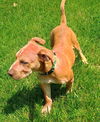 D123 Litter Hambino