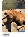 D123 Litter Smalls - ADOPTED