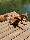 D123 Litter Smalls