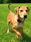 D123 Litter Wendy