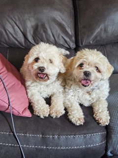 D124 Litter Teddy - BONDED PAIR Image