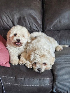 D124 LITTER TEDDY - BONDED PAIR - Bichon Frise available for adoption