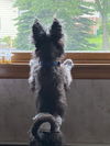 Smokey Bones - ADOPTION PENDING