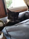 C284 Litter Brooke