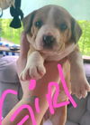 D125 Litter Phoebe