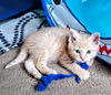 C285 Litter Journey